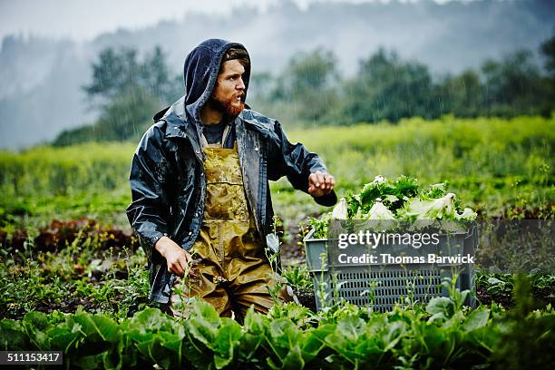 farmer looking out across field while harvesting - bauer feld stock-fotos und bilder