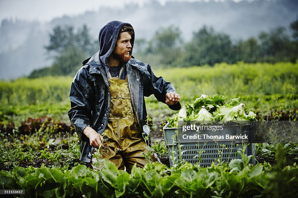 Farmer looking out across field while harvesting