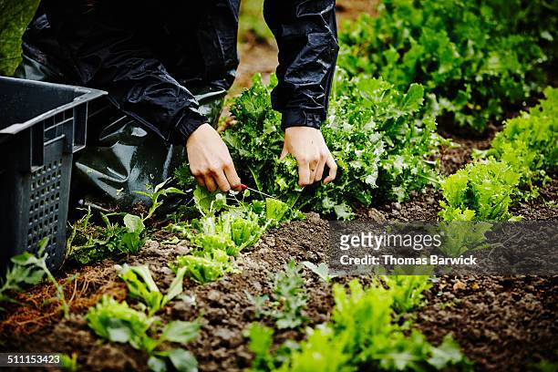 farmers hands harvesting organic lettuce stems - lettuce stock pictures, royalty-free photos & images