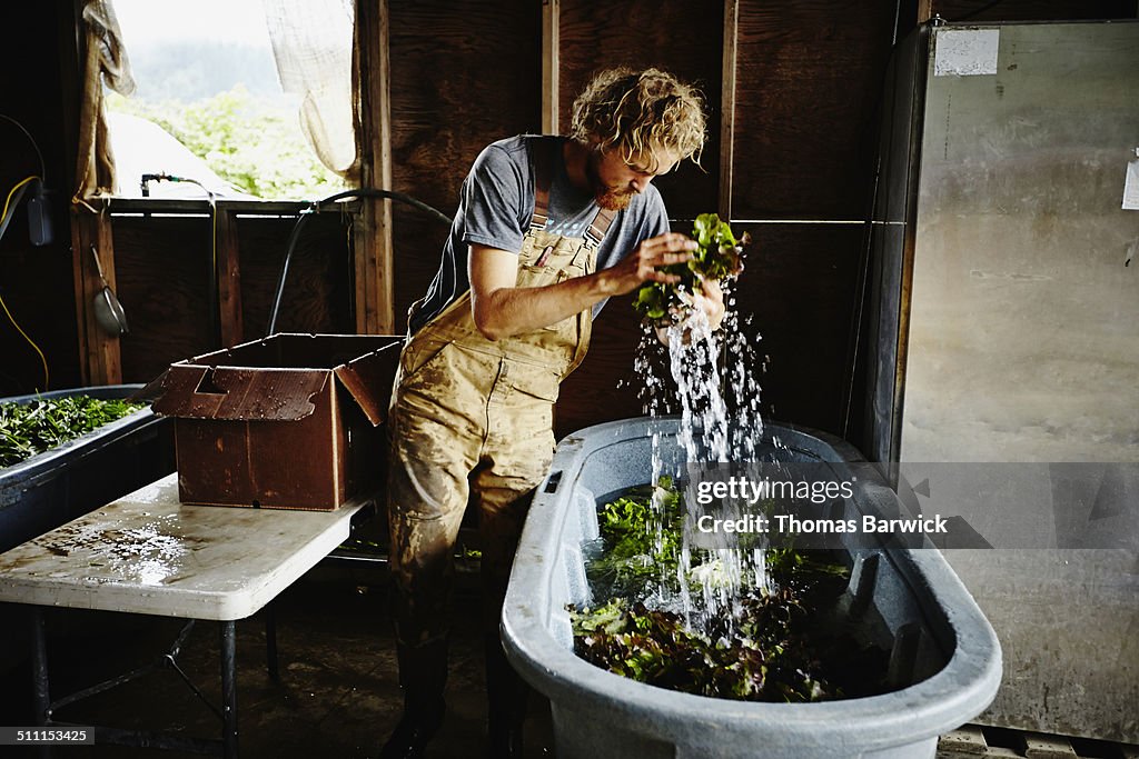 Farmer removing organic lettuce from wash bin