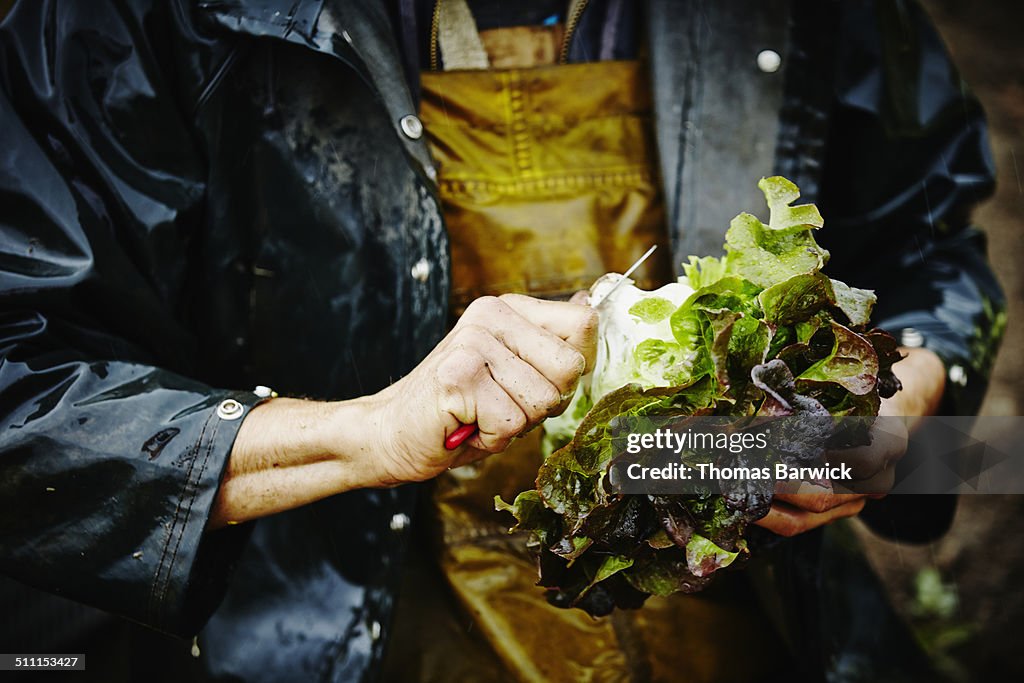 Farmer trimming end of lettuce with knife in field