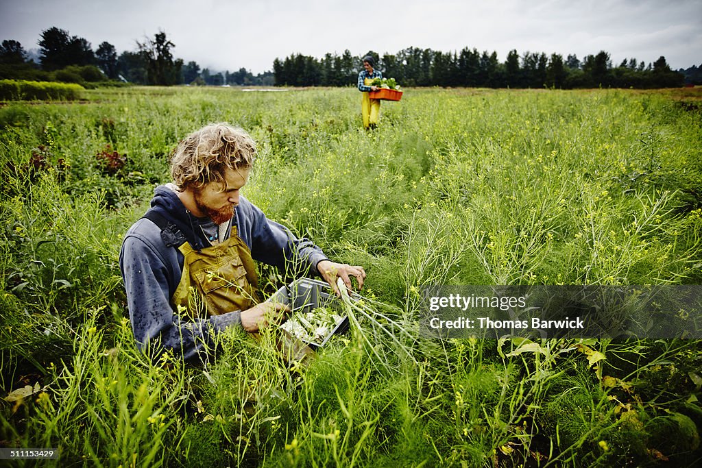 Farmer kneeling in field harvesting fennel