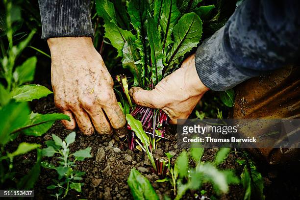 farmers hands cutting dandelion greens - culture agricole photos et images de collection