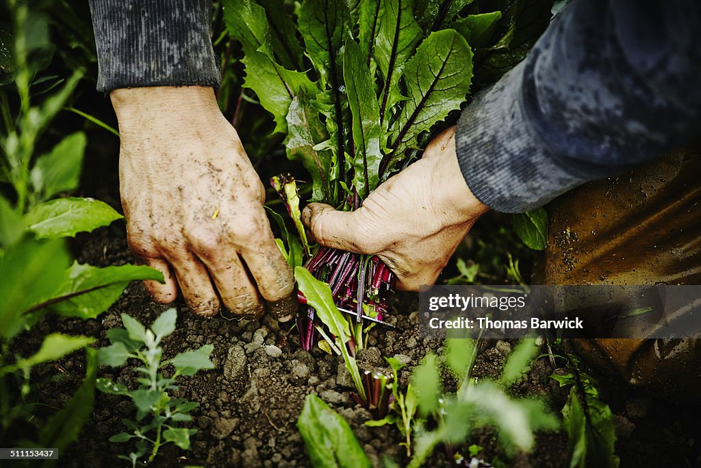 Farmers hands cutting dandelion greens