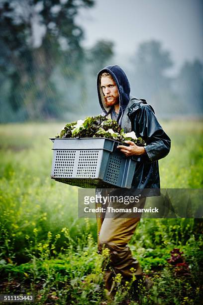 Farmer carrying bin of lettuce across field