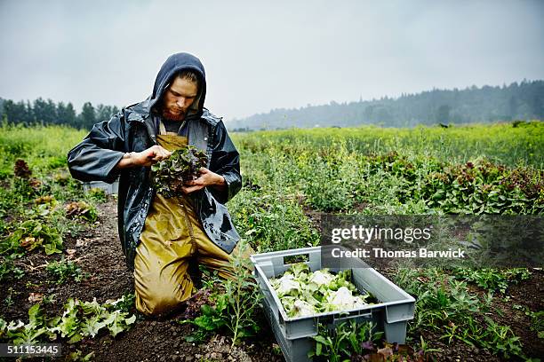 farmer harvesting organic lettuce on farm - atividade agrícola - fotografias e filmes do acervo