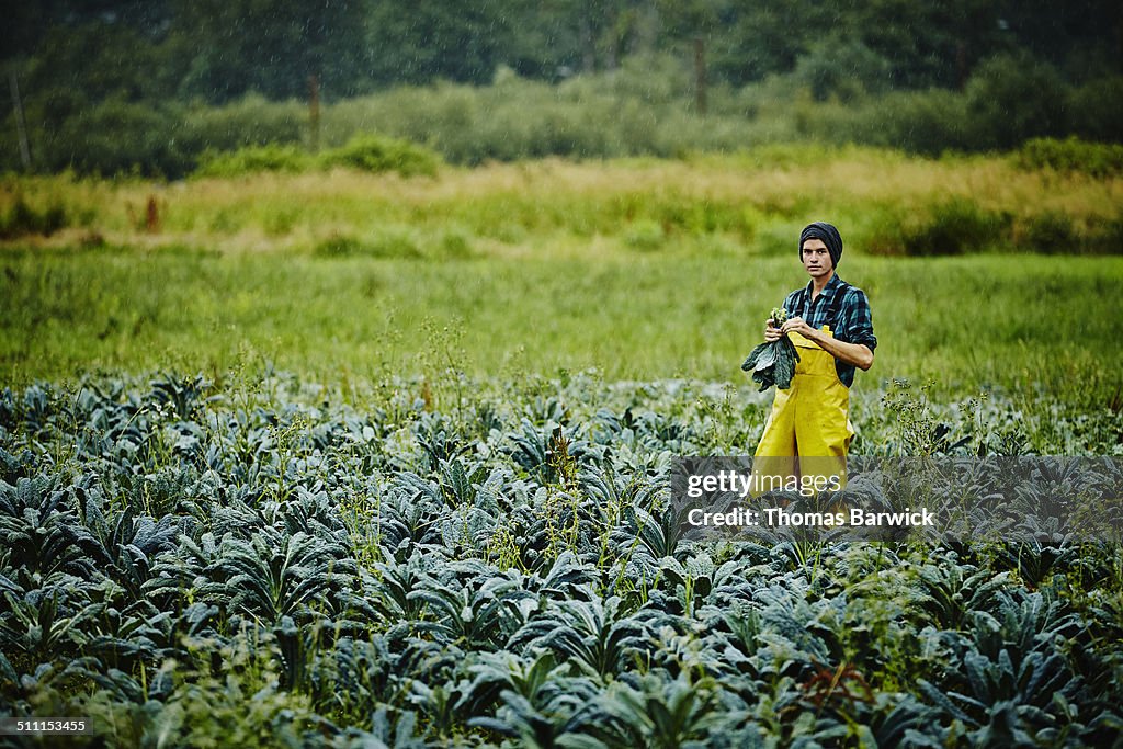 Farmer standing in field harvesting organic kale