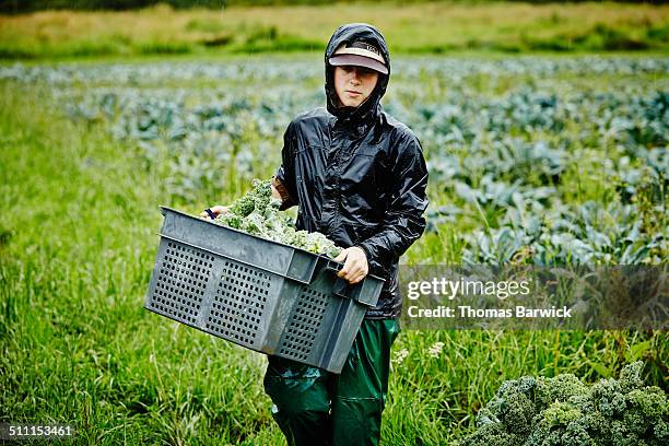 female farmer harvesting kale carrying bin - レインコート ストックフォトと画像