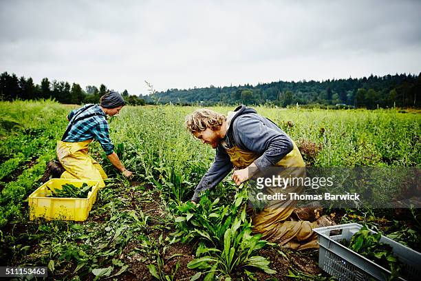 Two farmers in field harvesting dandelion greens