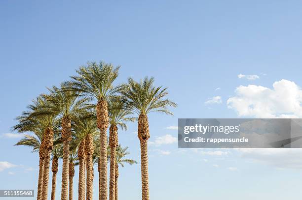 palm trees - henderson nevada stock pictures, royalty-free photos & images