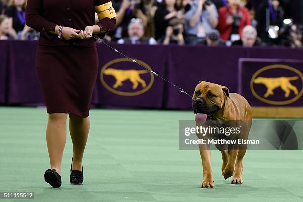 Boerboel competes in the Working Group during the second day of competition at the 140th Annual Westminster Kennel Club Dog Show at Madison Square...