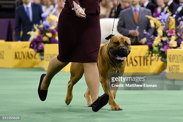 Boerboel competes in the Working Group during the second day of competition at the 140th Annual Westminster Kennel Club Dog Show at Madison Square...