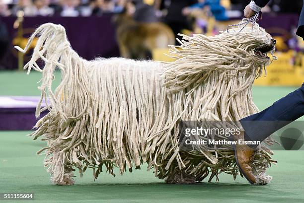 Komondor competes in the Working Group during the second day of competition at the 140th Annual Westminster Kennel Club Dog Show at Madison Square...