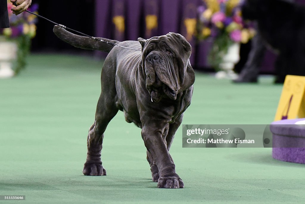 2016 Westminster Kennel Club Dog Show