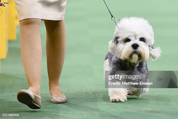 Dandie Dinmont Terrier competes in the Terrier Group during the second day of competition at the 140th Annual Westminster Kennel Club Dog Show at...