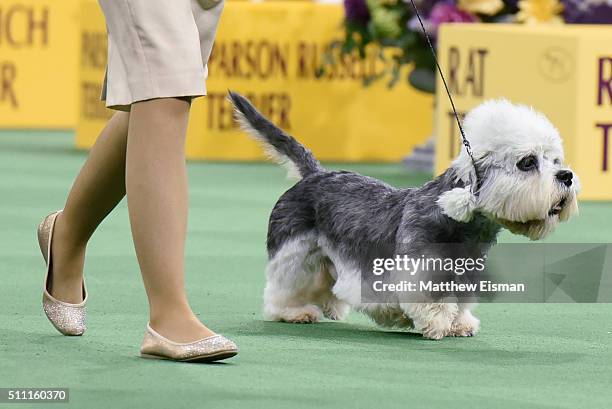 Dandie Dinmont Terrier competes in the Terrier Group during the second day of competition at the 140th Annual Westminster Kennel Club Dog Show at...