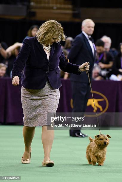 Norfolk Terrier competes in the Terrier Group during the second day of competition at the 140th Annual Westminster Kennel Club Dog Show at Madison...