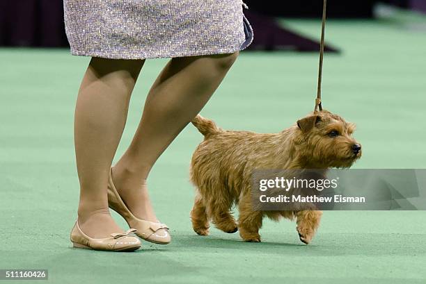 Norfolk Terrier competes in the Terrier Group during the second day of competition at the 140th Annual Westminster Kennel Club Dog Show at Madison...