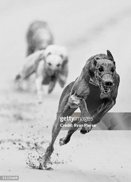 Greyhounds in action during the Sandown Greyhound midweek meet at Sandown Park July 28, 2004 in Melbourne, Australia.