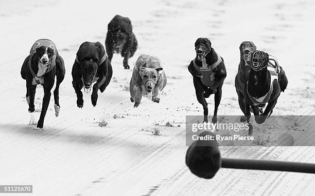 Greyhounds in action during the Sandown Greyhound midweek meet at Sandown Park July 28, 2004 in Melbourne, Australia.