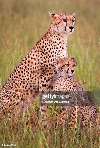 cheetah and cub - cheetah stock pictures, royalty-free photos & images