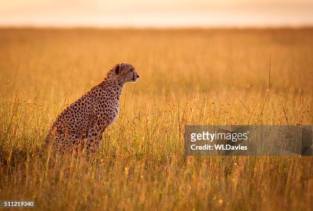 ruhen gepard - gepardenfell stock-fotos und bilder