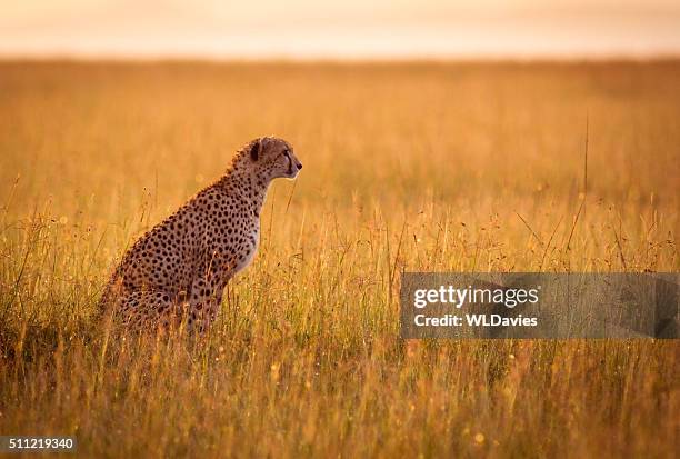 resting cheetah - afrikaans jachtluipaard stockfoto's en -beelden