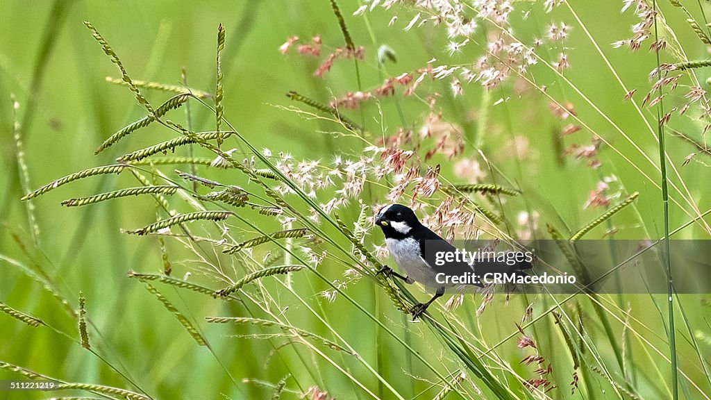 Bird eating grass seed