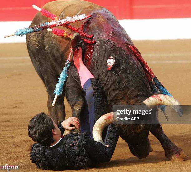 Spanish matador Miguel Abellan falls during a bullfight with young bulls in the Cuatro Caminos Bullring in Santander 29 July 2004.