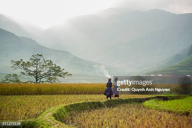 hmong people on rice fields, north vietnam - minoría miao fotografías e imágenes de stock