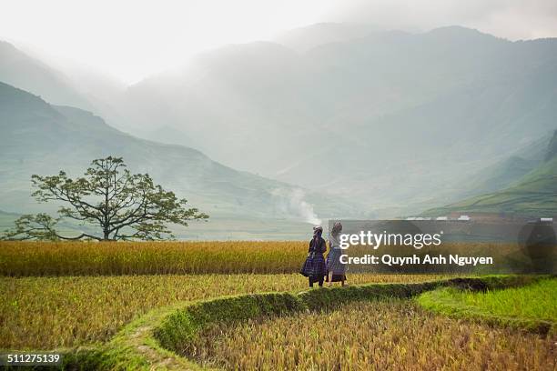 hmong people on rice fields, north vietnam - hmong stockfoto's en -beelden