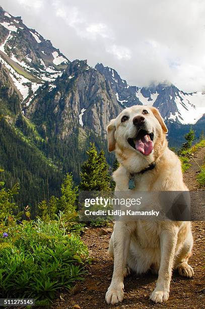 happy hiking dog - olympic national park stockfoto's en -beelden