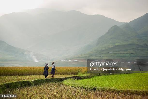 hmong people on rice fields - minoría miao fotografías e imágenes de stock