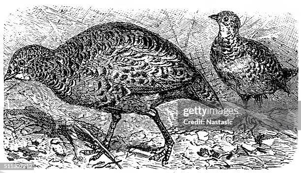 stockillustraties, clipart, cartoons en iconen met common buttonquail (turnix sylvaticus) - common quail