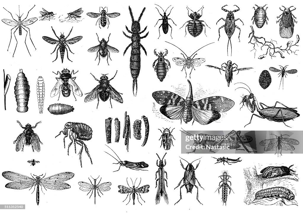 Insects