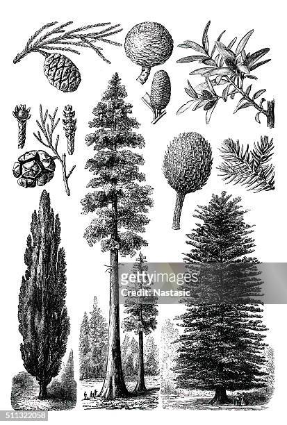 immergrünen bäume - pine wood material stock-grafiken, -clipart, -cartoons und -symbole