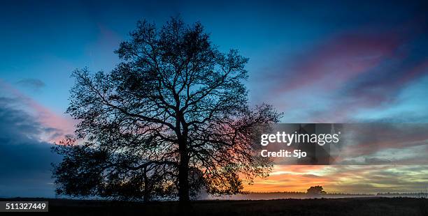 oak tree in a winter sunset - oak tree stock pictures, royalty-free photos & images