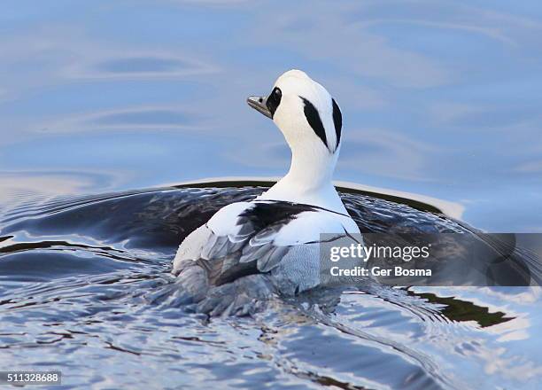 Smew In Flight 146 Smew Duck Stock Photos, High-Res Pictures, and Images - Getty Images