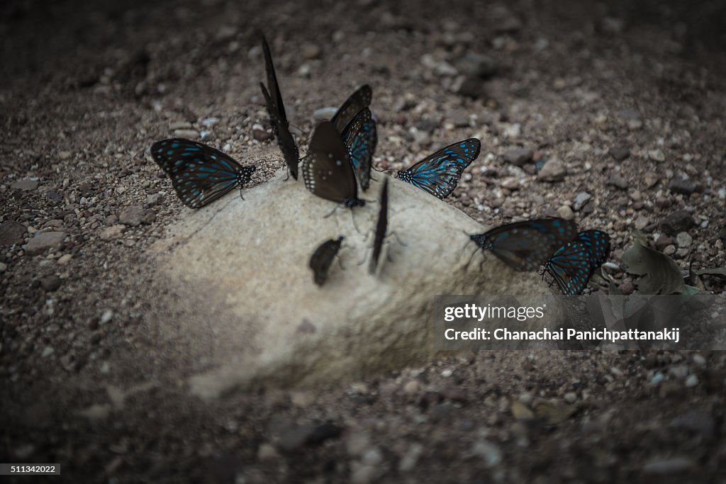 A group of butterflies standing on the rock