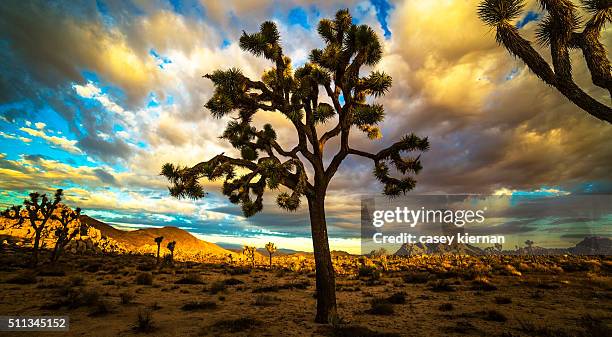 joshua tree - arbre de josué photos et images de collection