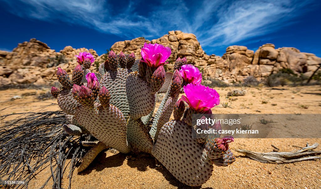 Joshua Tree