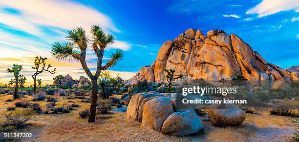 joshua tree - arbre de josué photos et images de collection