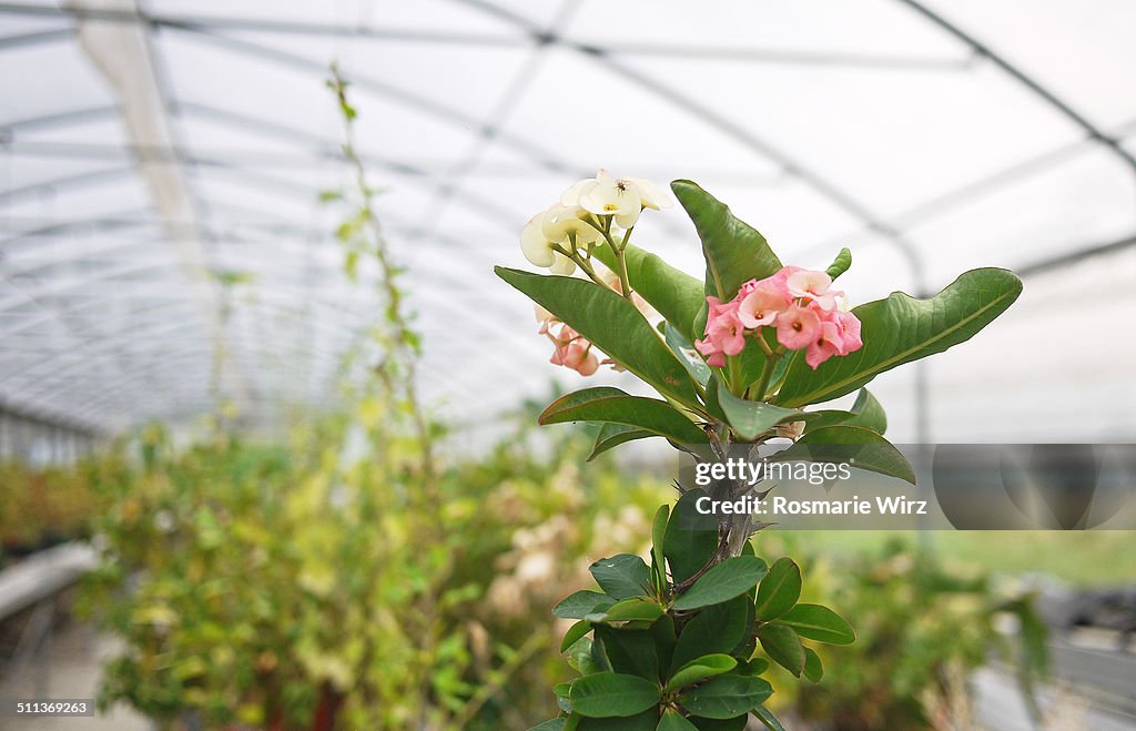 Crown of thorns in greenhouse