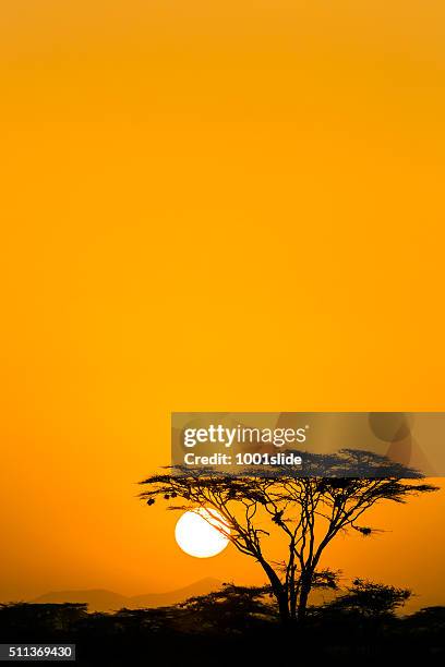 acacia trees at dramatic sunrise - acacia tree stock pictures, royalty-free photos & images