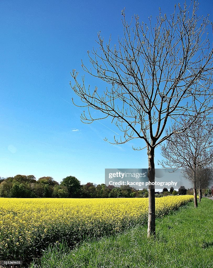 Rapefield and Trees