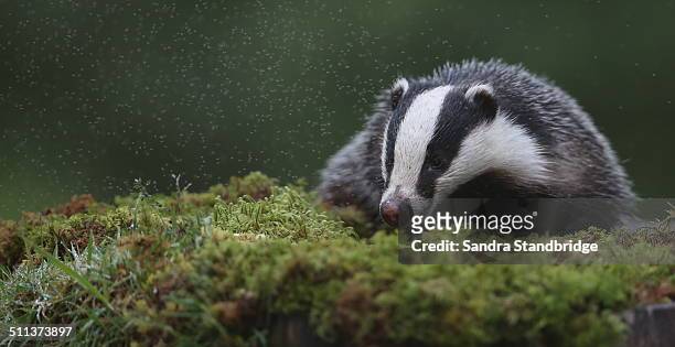 badger. - meles meles stock pictures, royalty-free photos & images