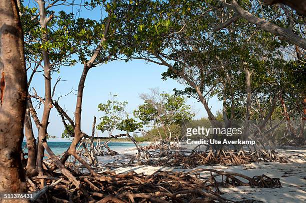 mangroven auf kuba - kuba strand stockfoto's en -beelden