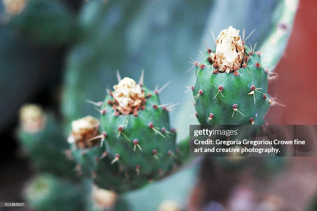 Prickly pear cactus