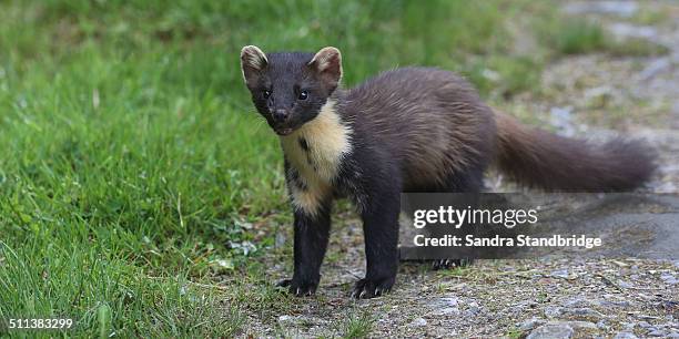 Pine Marten High-Res Stock Photo