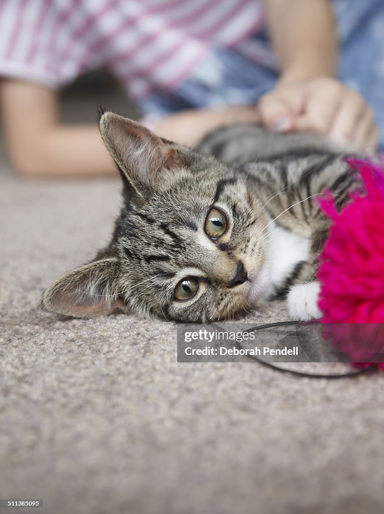 Kitten playing with pompom with girl behind
